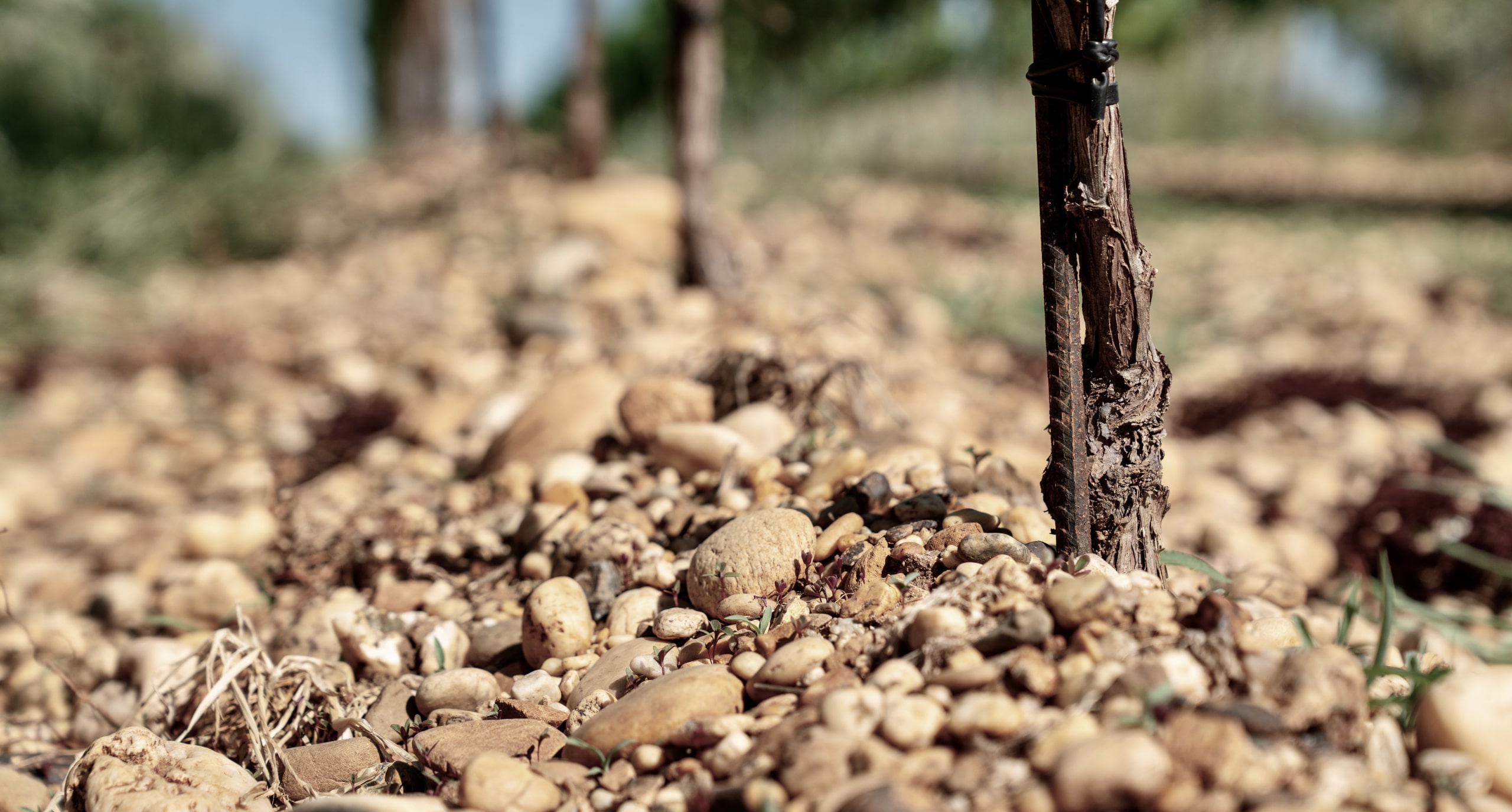 Rebstock im kargen Schotterboden mit zahlreichen Kieselsteinen im Weingarten von Hareter in Weiden am See.