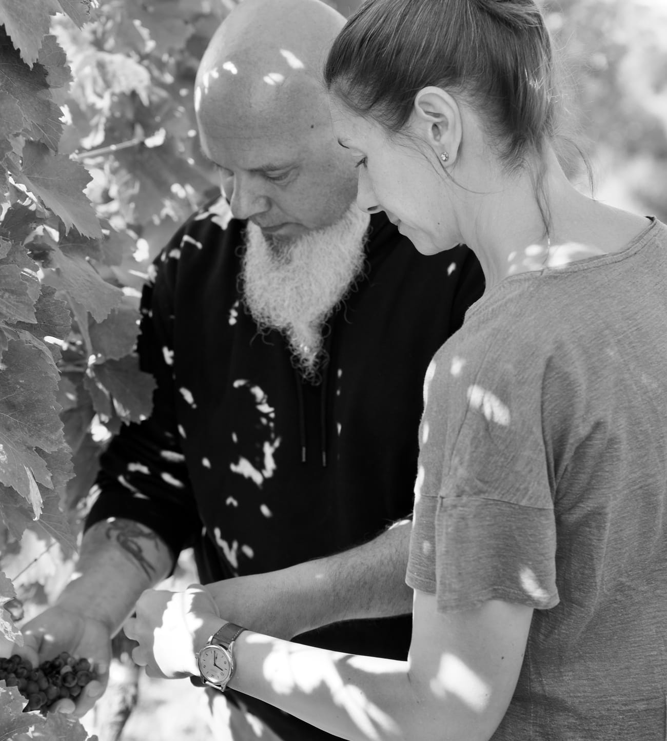 Thomas und Claudia Hareter betrachten eine reife Weintraube im Weingarten in Weiden am See.