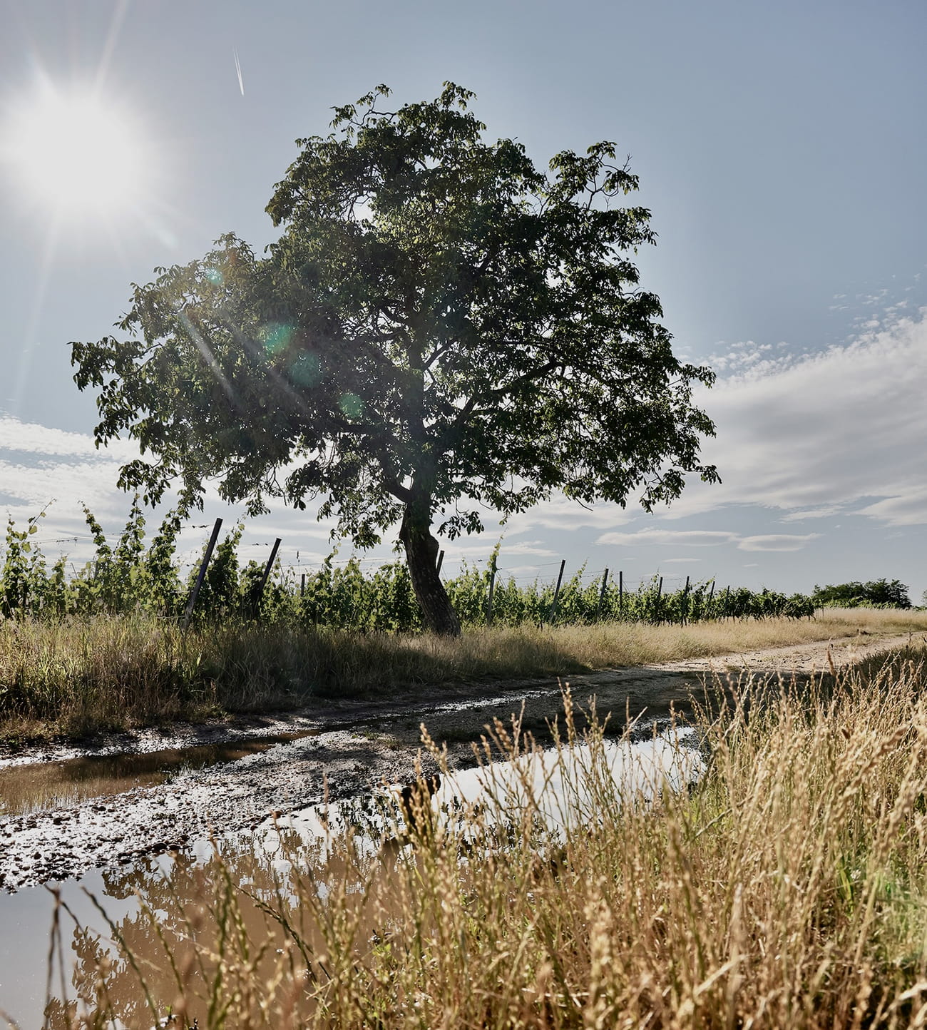 Idyllischer Weingarten mit freistehendem Baum in Weiden am See im Burgenland.
