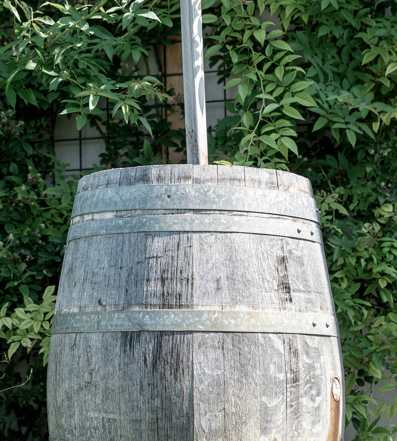 Fass für biodynamische Präparate – Demeter Bioweine aus Weingut Hareter Biodynamisches Präparatfass im Weingut Hareter – Demeter zertifizierter Biowein aus den Rieden von Weiden am See.