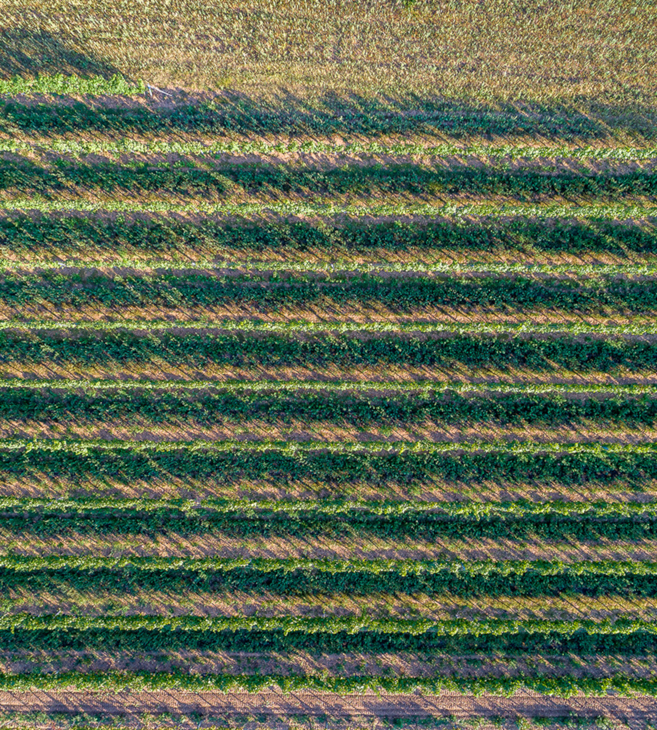 Ried Kranawitzl – Rieden von Weiden am See Drohnenaufnahme der Ried Kranawitzl in den Rieden von Weiden am See im Burgenland.