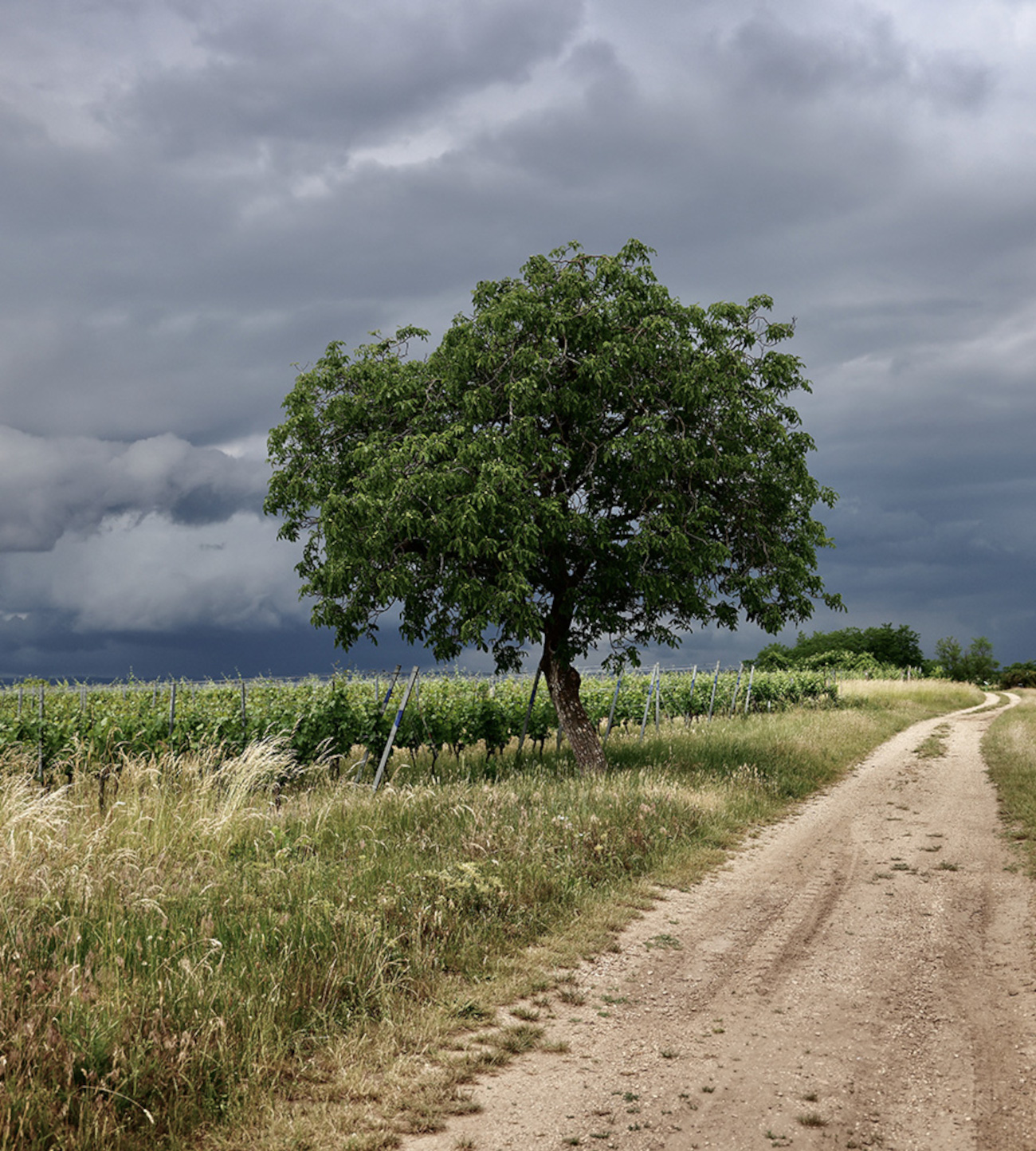 Baum in den Rieden von Weiden am See Einzelner Baum im Weingarten in den Rieden von Weiden am See im Burgenland.