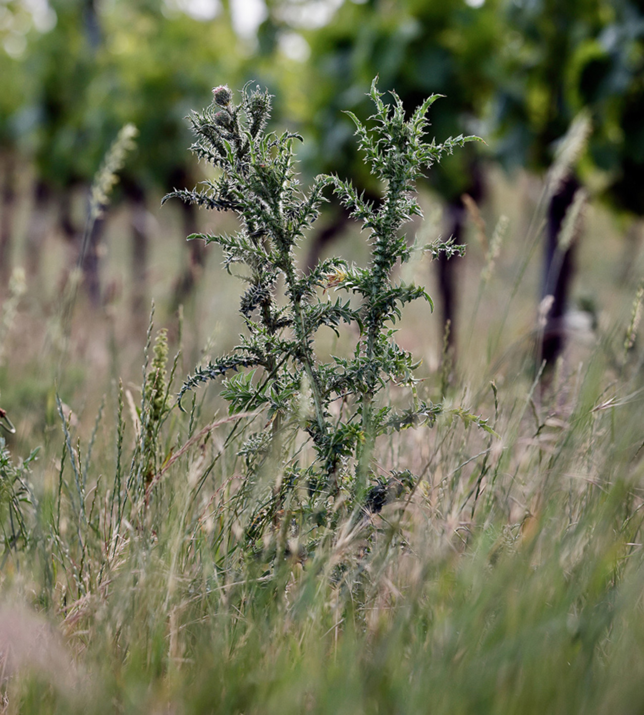 Ried Rosenberg – Rieden von Weiden am See Große Distel in der Ried Rosenberg mit Weingarten im Hintergrund in den Rieden von Weiden am See.