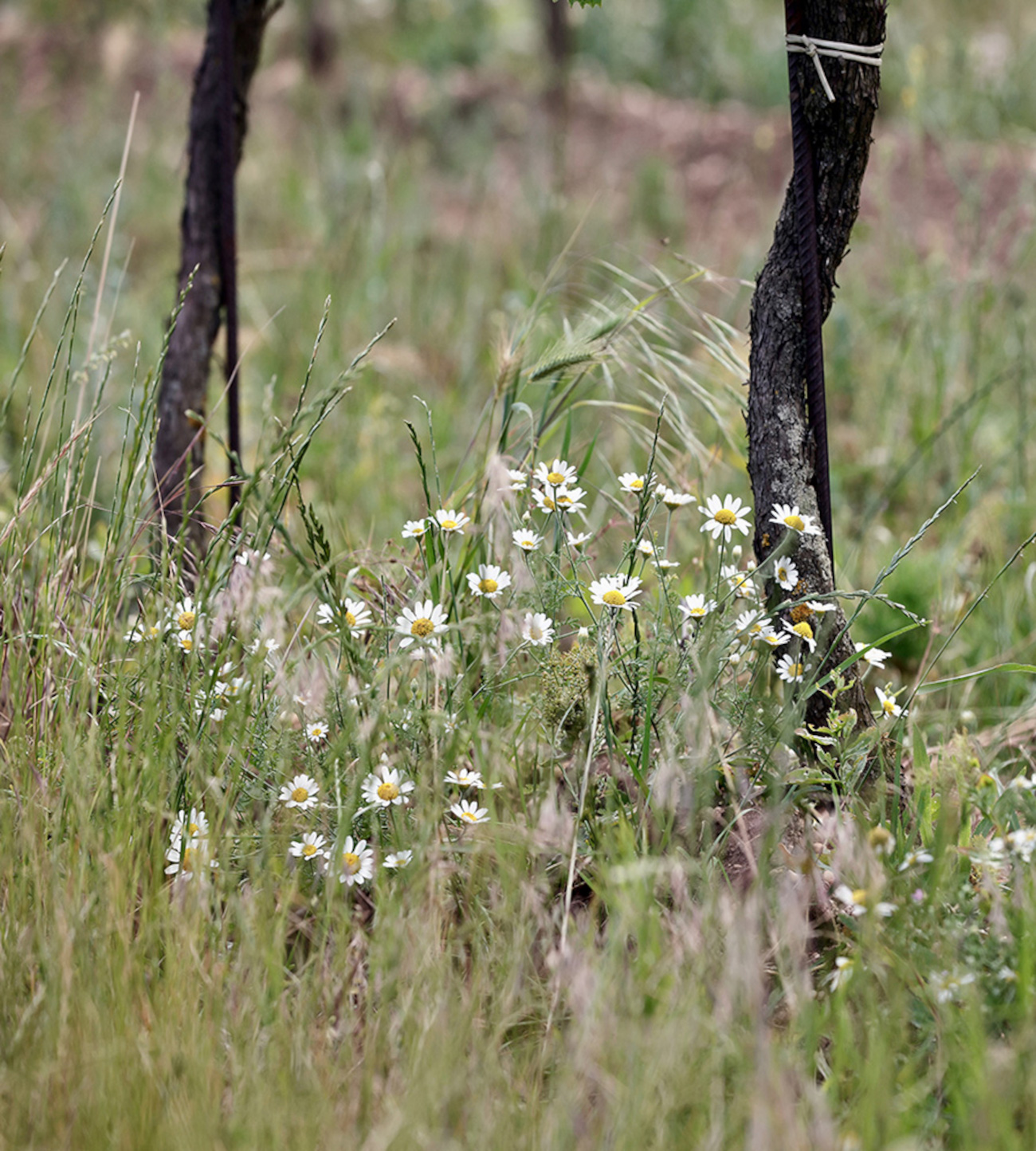 Ried Satz – Rieden von Weiden am See Rebstock mit Begrünung in der Ried Satz, eine der Rieden von Weiden am See im Burgenland.