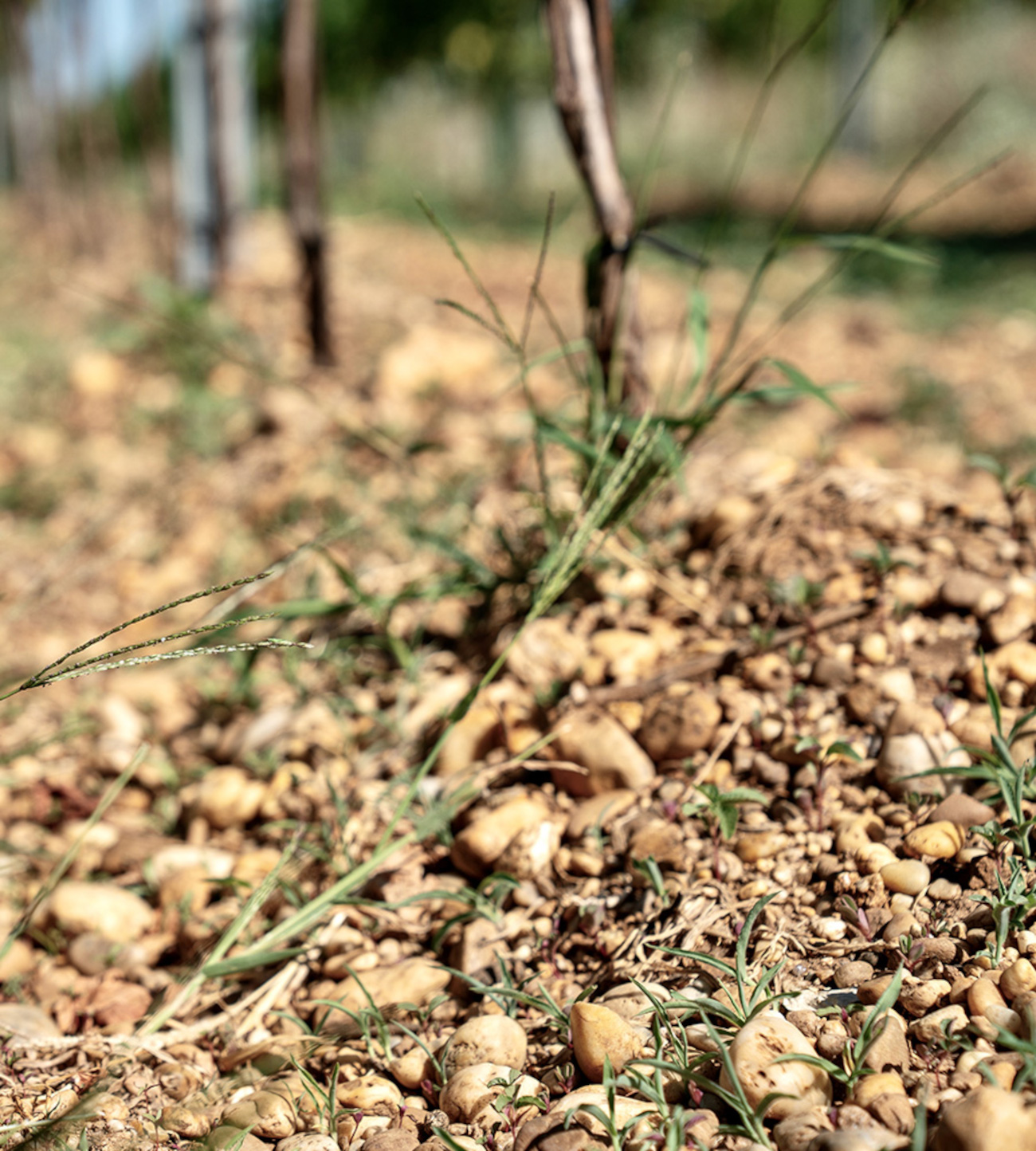 Ried Zeiselberg – Rieden von Weiden am See Nahaufnahme des Schotterbodens mit Kieselsteinen in der Ried Zeiselberg in den Rieden von Weiden am See.