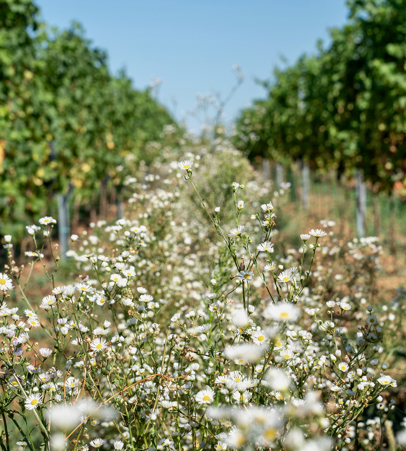 Ried Bühl – Rieden von Weiden am See Wilde Begrünung zwischen den Rebzeilen der Ried Bühl im biodynamischen Weingut Hareter in den Rieden von Weiden am See.
