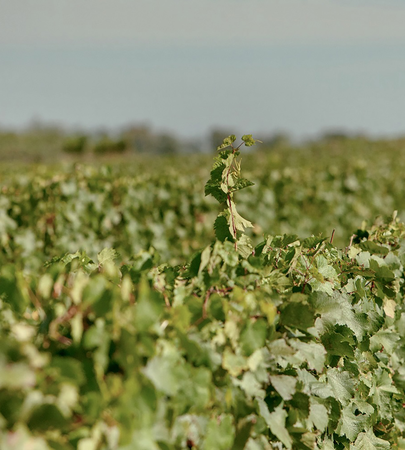 Einzelne Rebe ragt aus der Rebzeile im Weingut Hareter – Einfluss von Histamin und Wein.