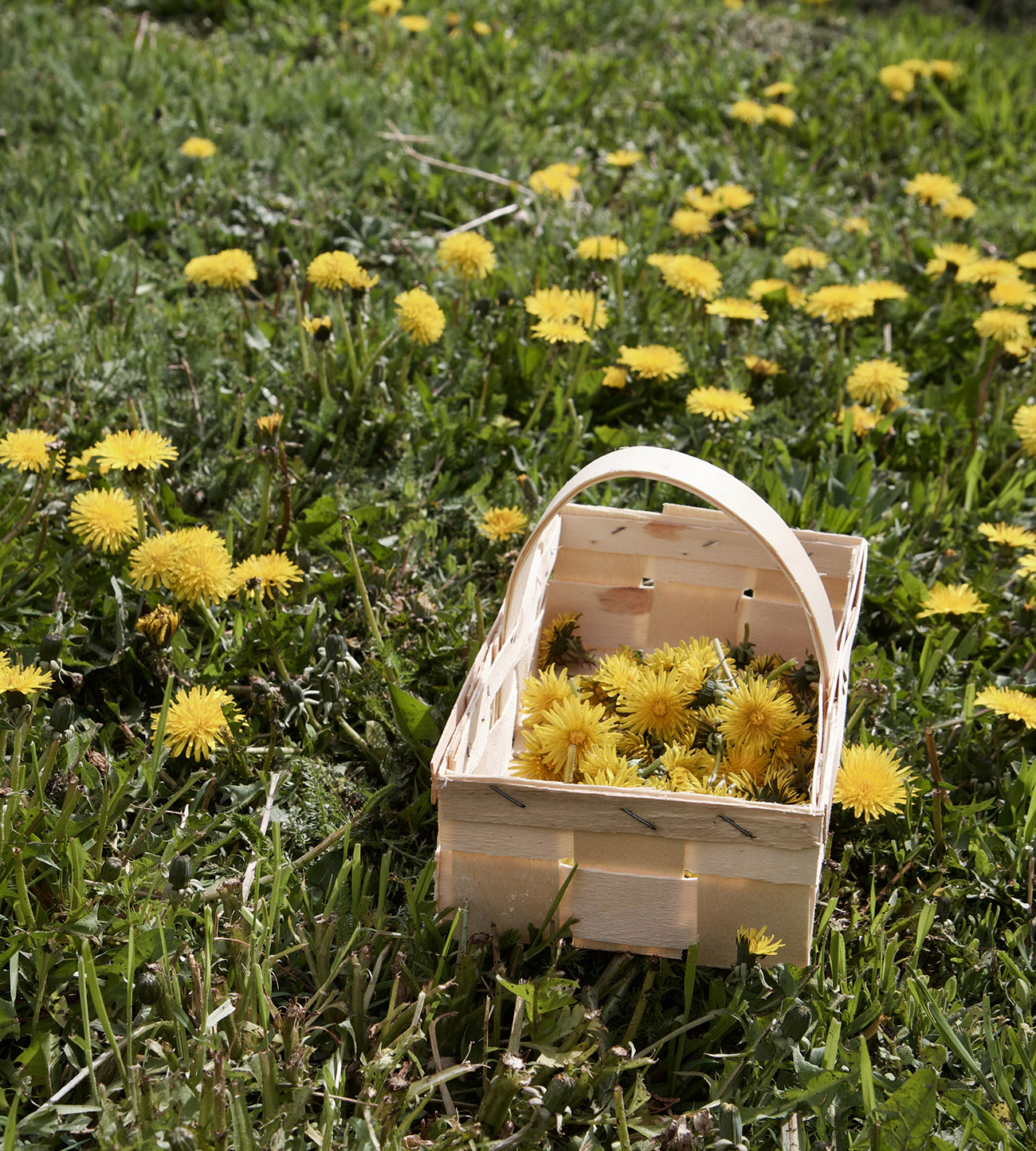 Löwenzahn für biodynamisches Präparat – Demeter Wein Löwenzahn wird auf der Wiese im Weingut Hareter gesammelt – für biodynamisches Präparat im Demeter Weinbau.