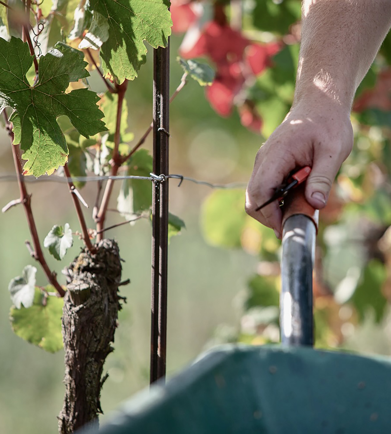 Ried Neuberg – Rieden von Weiden am See Händische Ernte mit Rebschere im Weingarten der Ried Neuberg – biodynamisches Weingut Hareter in den Rieden von Weiden am See.