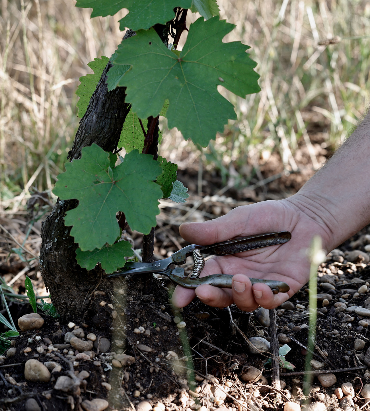 Rebstock mit Erde, Rebschere und Hand im Weingut Hareter – Hier beginnt der Einfluss von Histamin und Wein.