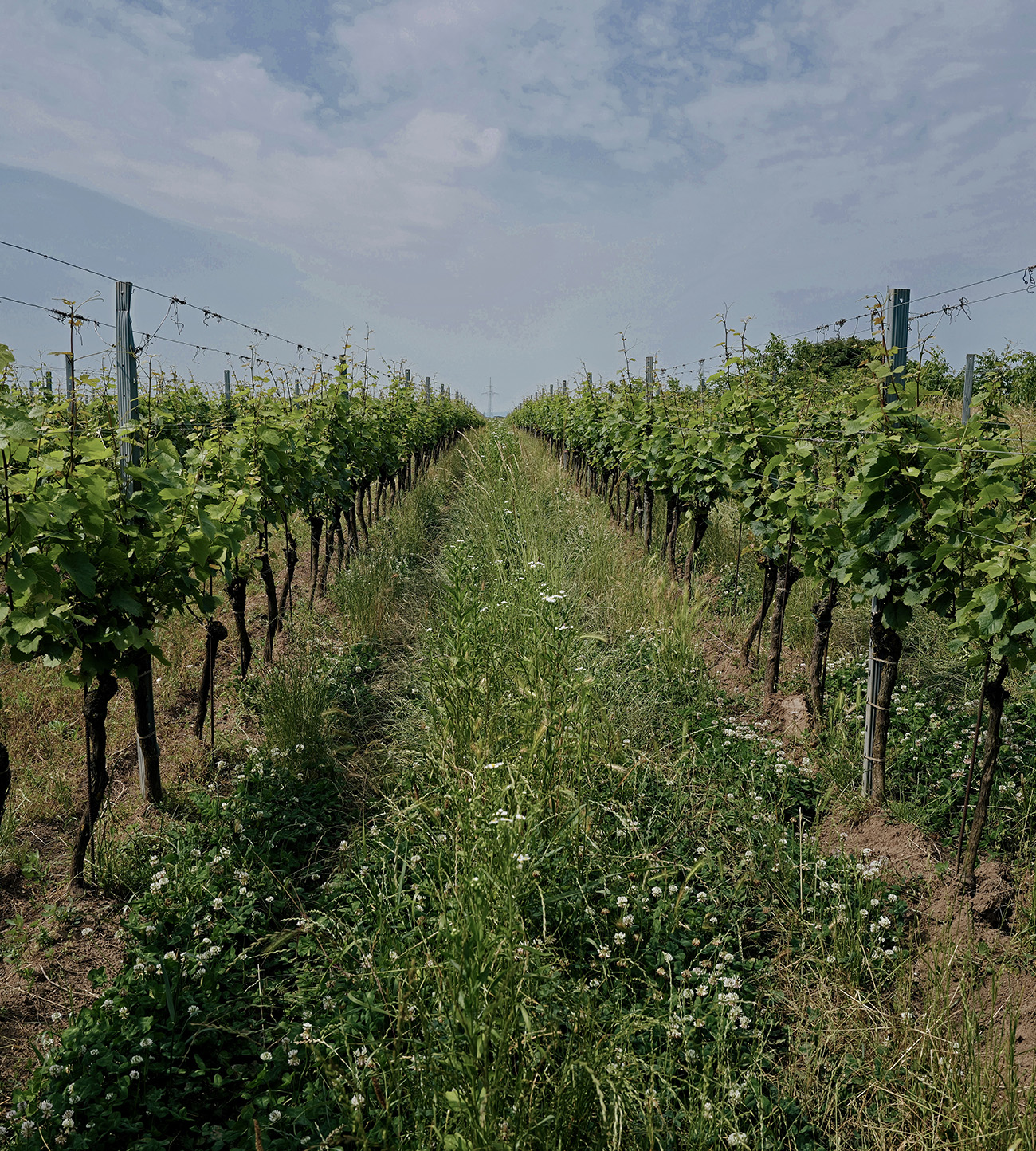 Weingarten mit Dauerbegrünung im Weingut Hareter – Förderung der Biodiversität für Naturweine.